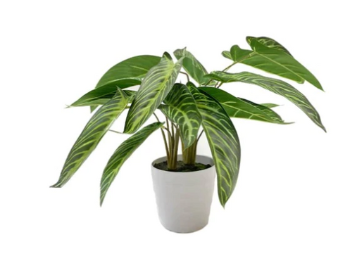 Planta Syngonium 46 CM