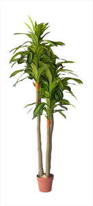 DRACAEMA  1.80