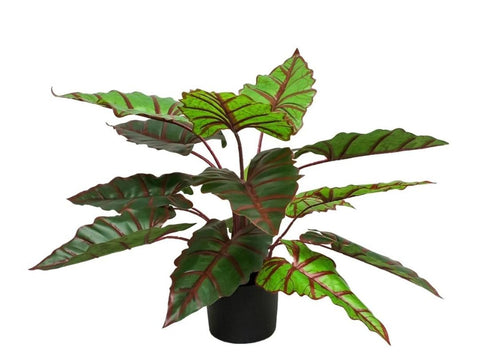 Planta Alocasia 74 cm