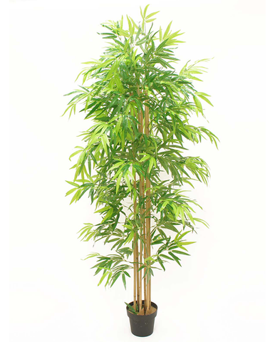Bamboo 1.80 mts