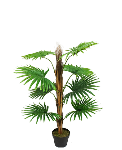 Planta Palma Abanico 90  cm