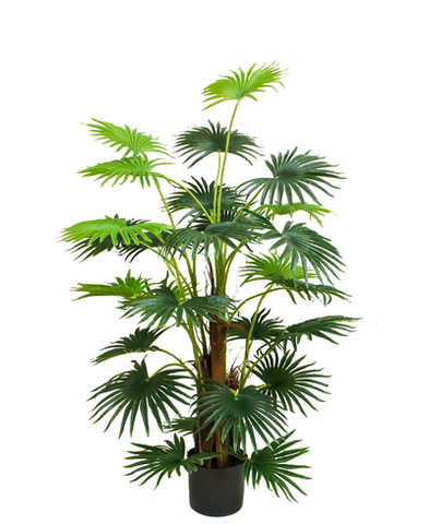 Planta Palma Abanico 1.45 Mts