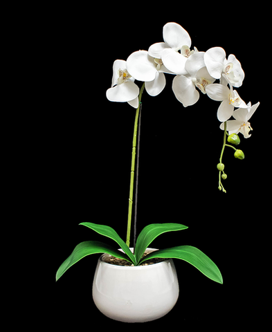 Planta Orquidea Real con maceta 75 cm