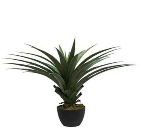 Planta Yuca 90cms